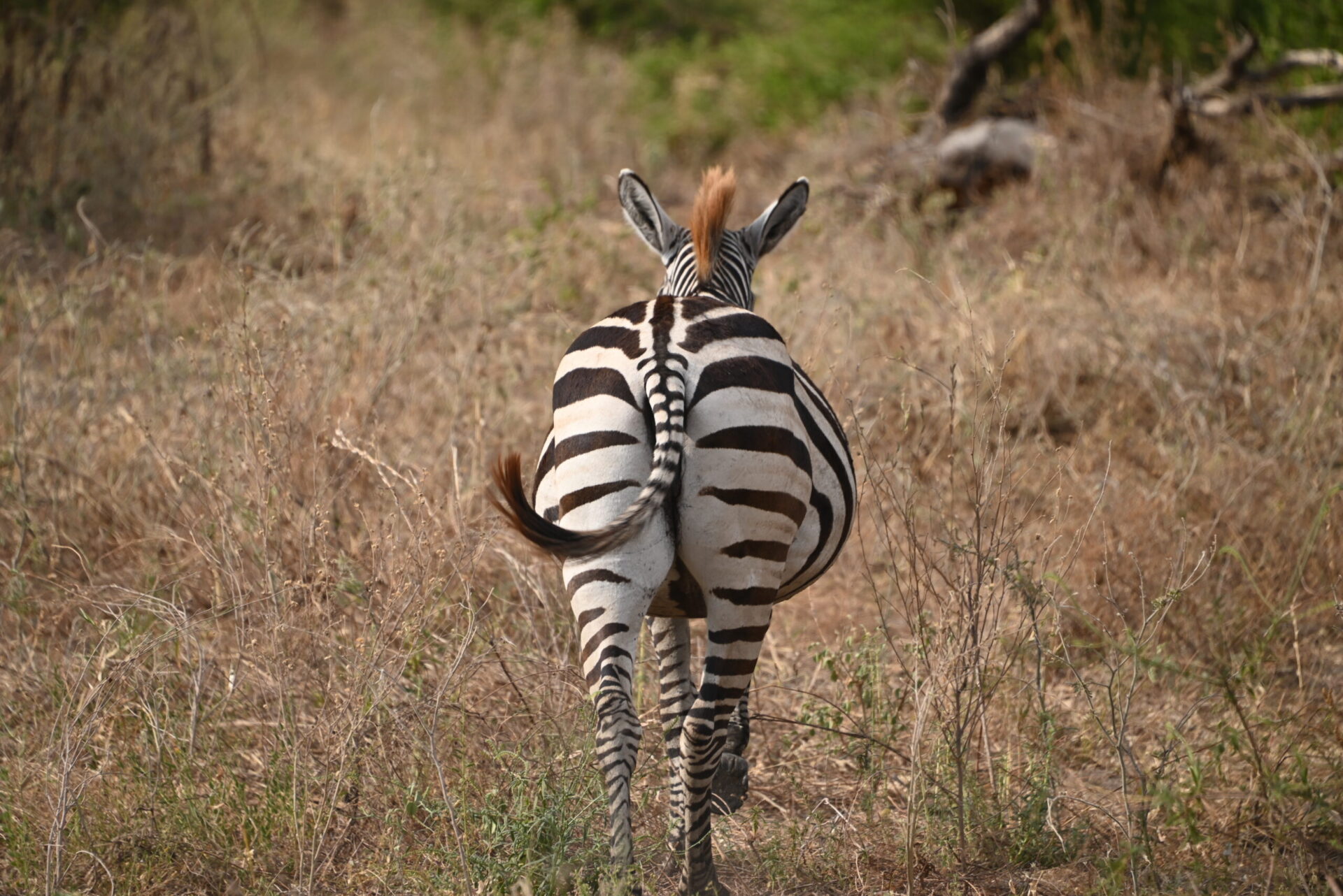 Roadtrip en Tanzanie – Jour 2 : Safari au parc de Tarangire