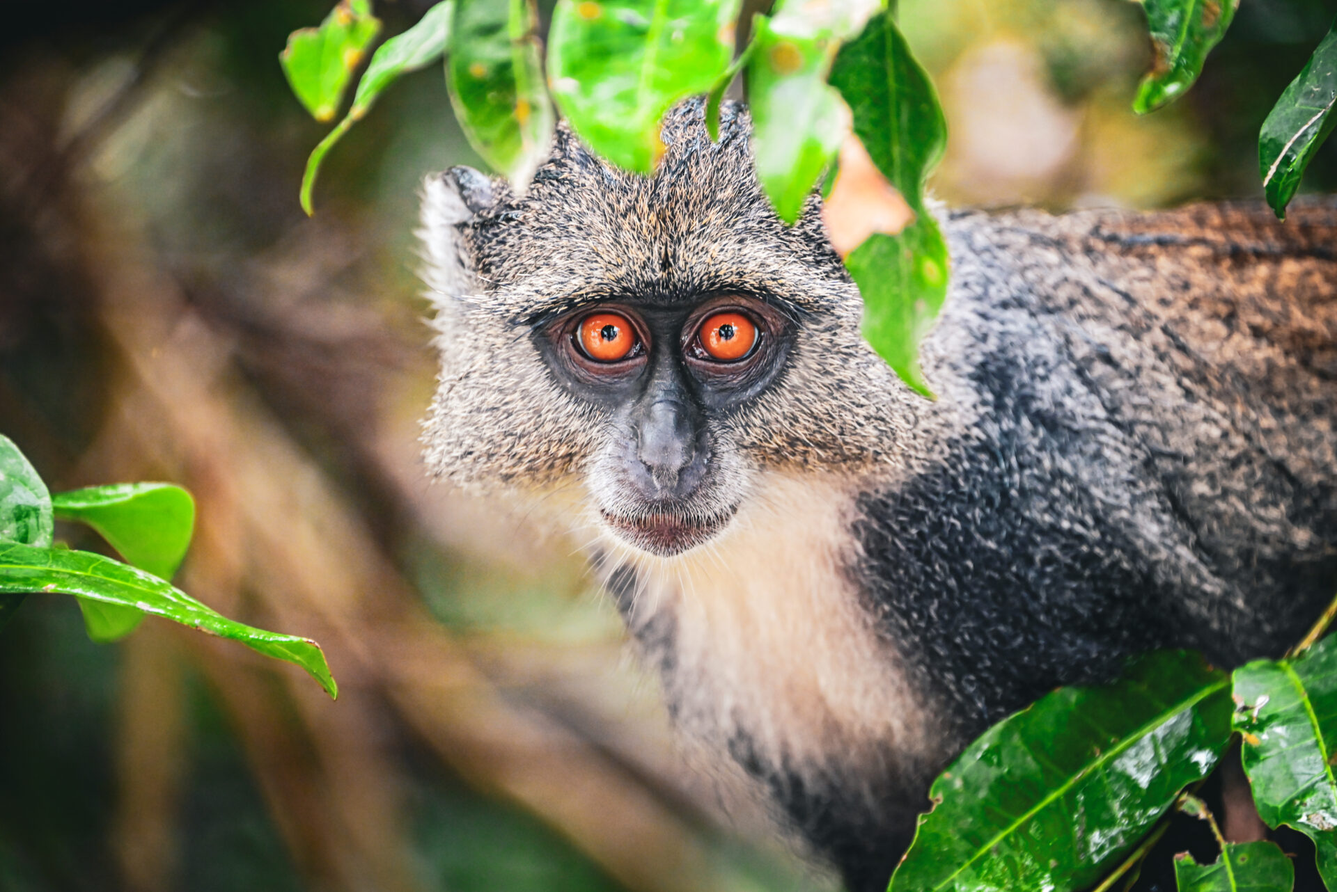 Roadtrip en Tanzanie – Zanzibar – Jour 6 matin : Rencontre des singes de la forêt de Jozani